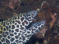 Previous